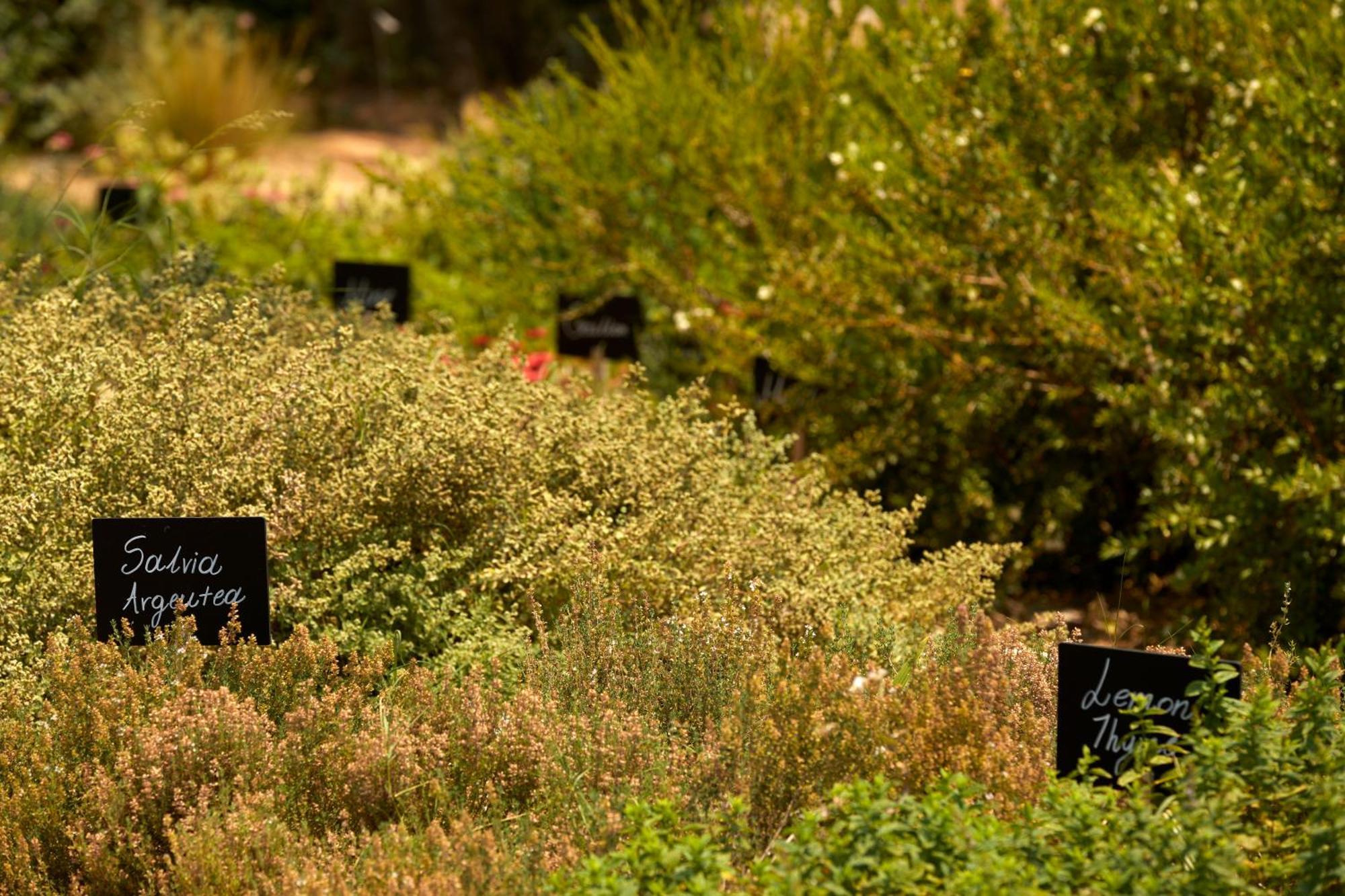 Minos Palace Resort - Adults Only Agios Nikolaos  Bagian luar foto The herb garden